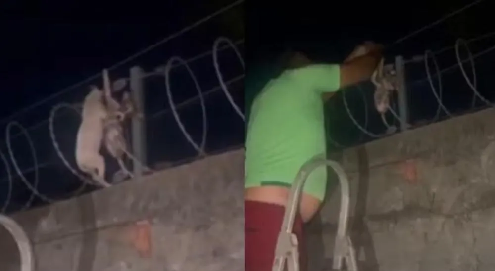 Empresário salva filhotes presos em cerca cortante em Teresina e busca imagens para denunciar agressor